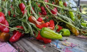 Farmers Market in Oklahoma City